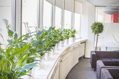 vz2 Interior landscaping (floristics) 3 Landscaping services and plant care