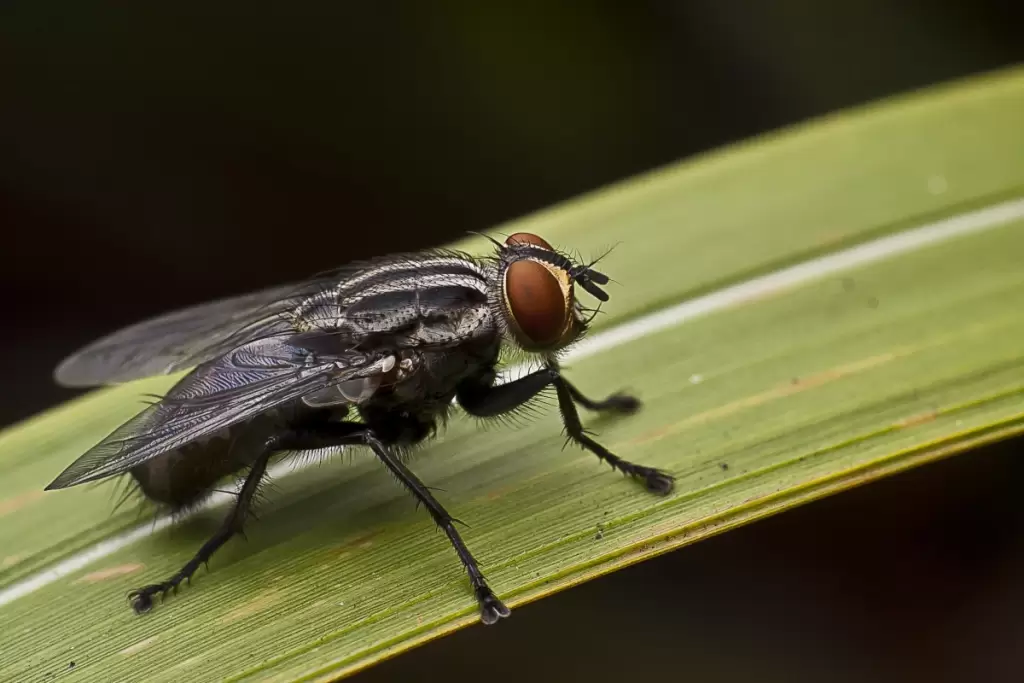 Dezynsekcja 4 ZWALCZANIE SZKODNIKÓW