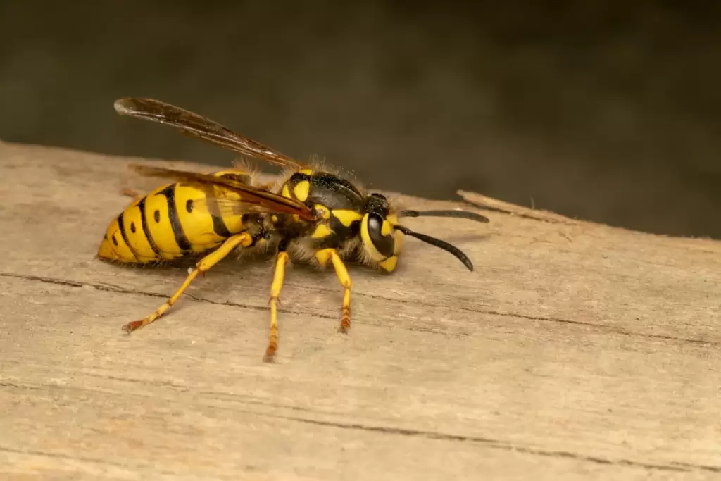 Pest control 4 Services